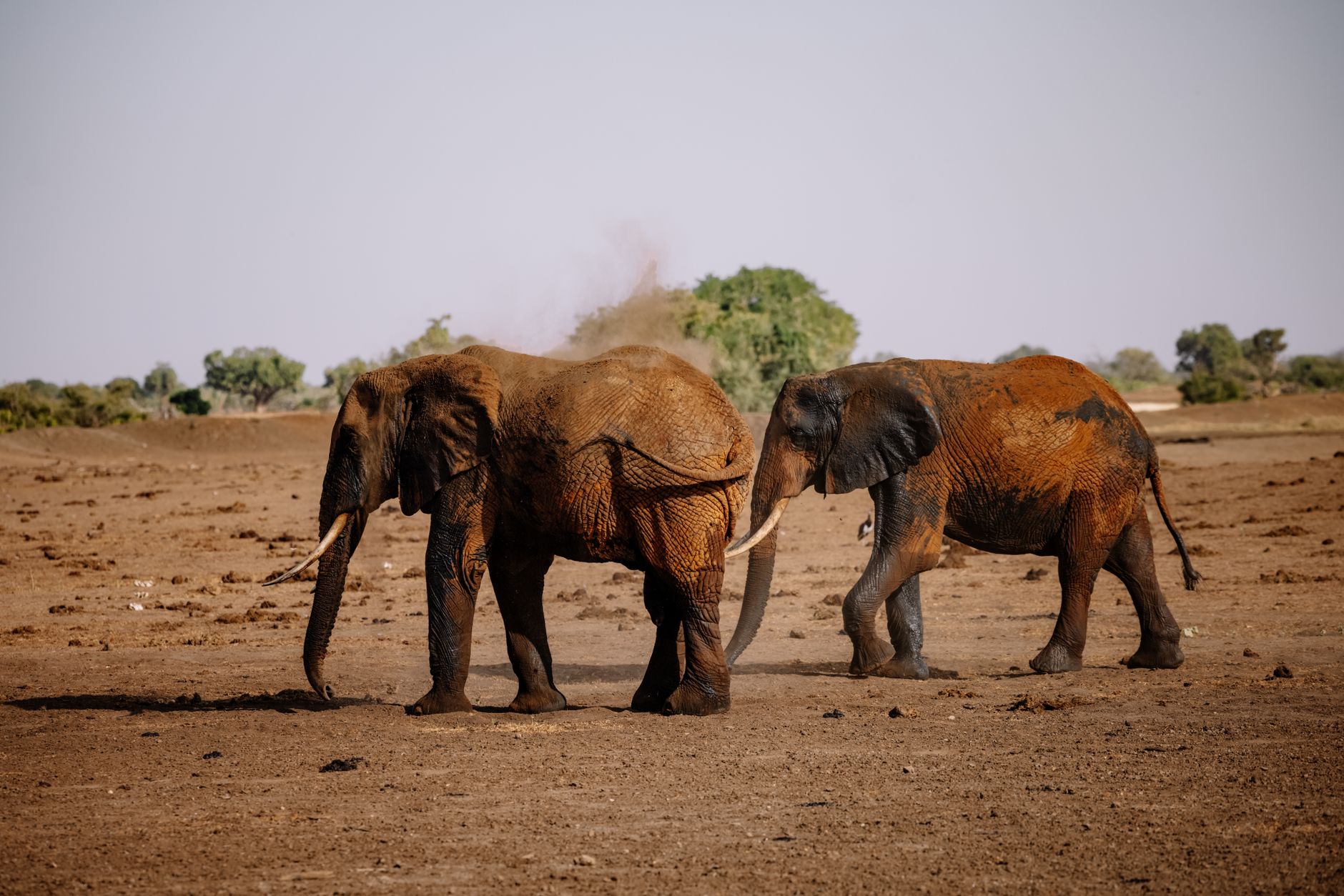 Comment protéger la faune sauvage en Afrique