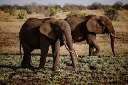 Deux éléphants africains explorant leur habitat naturel dans la savane ensoleillée.