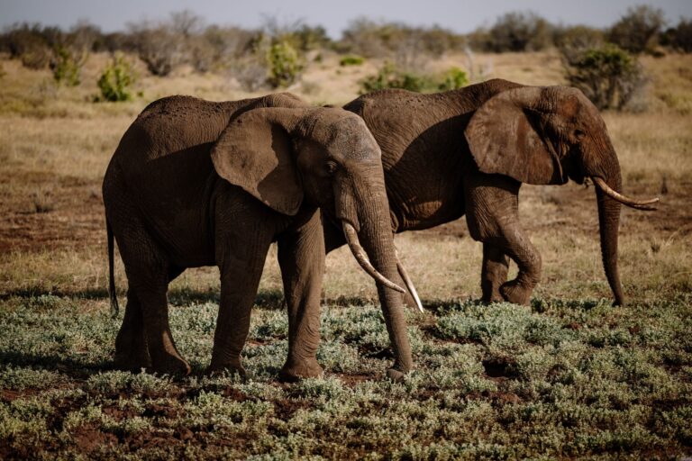 La contribution de l&rsquo;Afrique à la biodiversité mondiale
