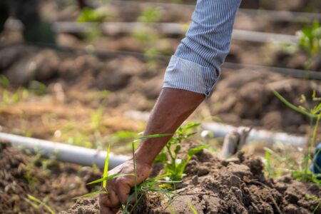 A farmer's hand close-up while planting in a field, showcasing sustainable agricultural practices.