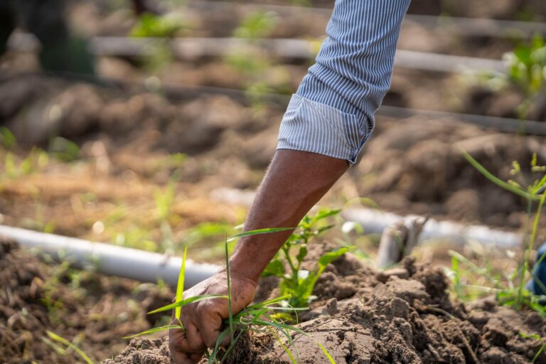 Agriculture durable : les pratiques innovantes en Afrique